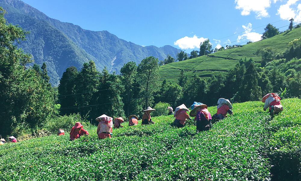 台灣高山茶區雲霧環繞，日曬較少，茶葉因此甘甜不澀 （圖片來自 山生有幸 茶園實景）